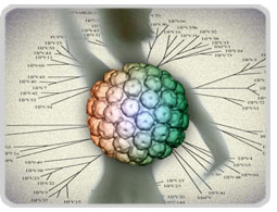 imagem hpv