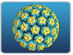 hpv positivo